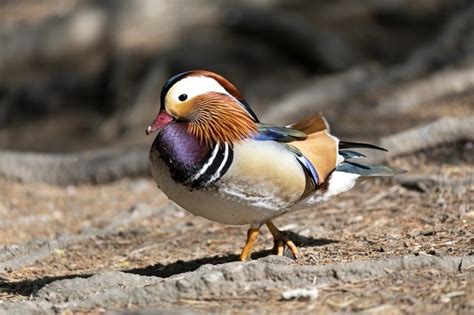 小鳥 風水|ふくろう!【縁起のいい鳥まとめ】幸運の前兆！鳥の。